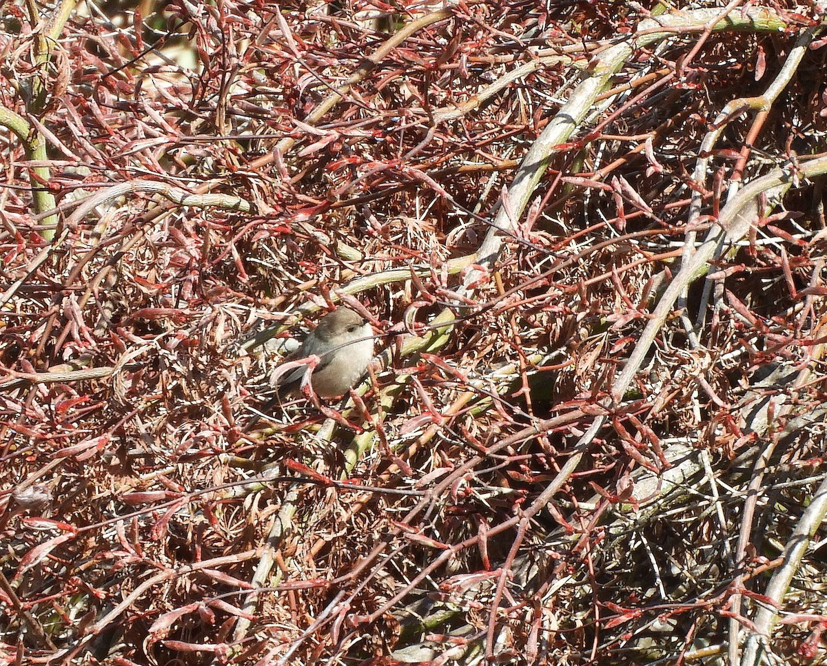 Bushtit (Pacific) - ML618777956