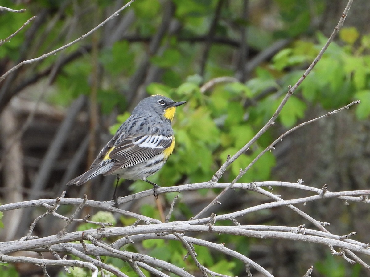 Yellow-rumped Warbler - Whitney Heim