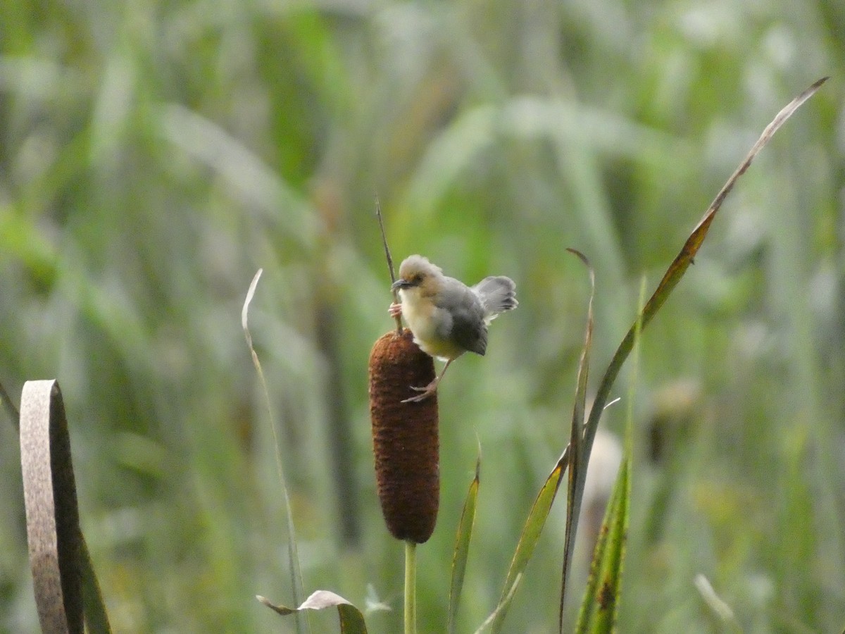 Red-faced Cisticola - ML618777967