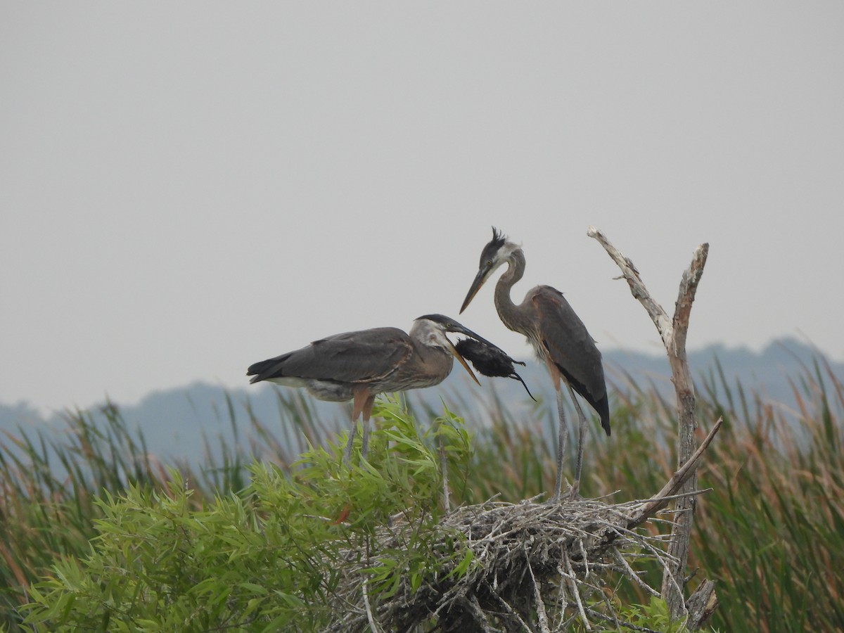 Great Blue Heron - Lena Hayashi