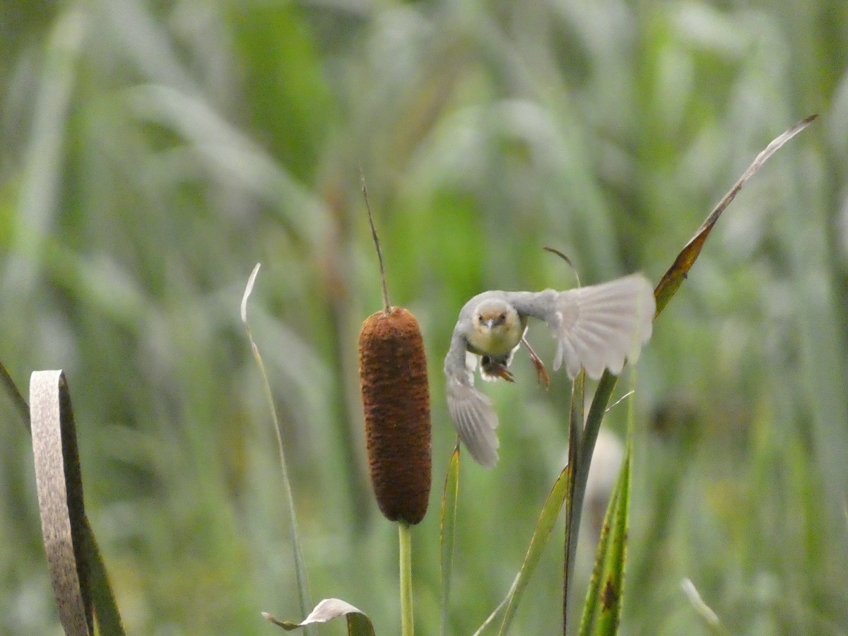 Red-faced Cisticola - ML618777978