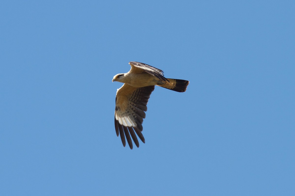 Yellow-headed Caracara - Justyn Stahl