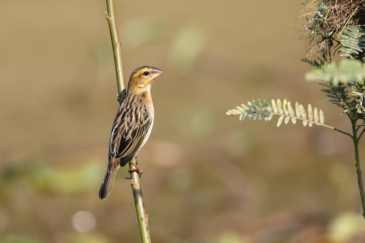 Asian Golden Weaver - Stefan Hirsch