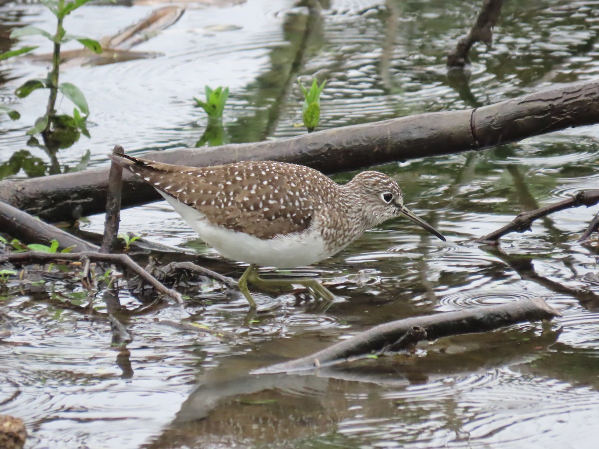 Solitary Sandpiper - Kristin Mylecraine