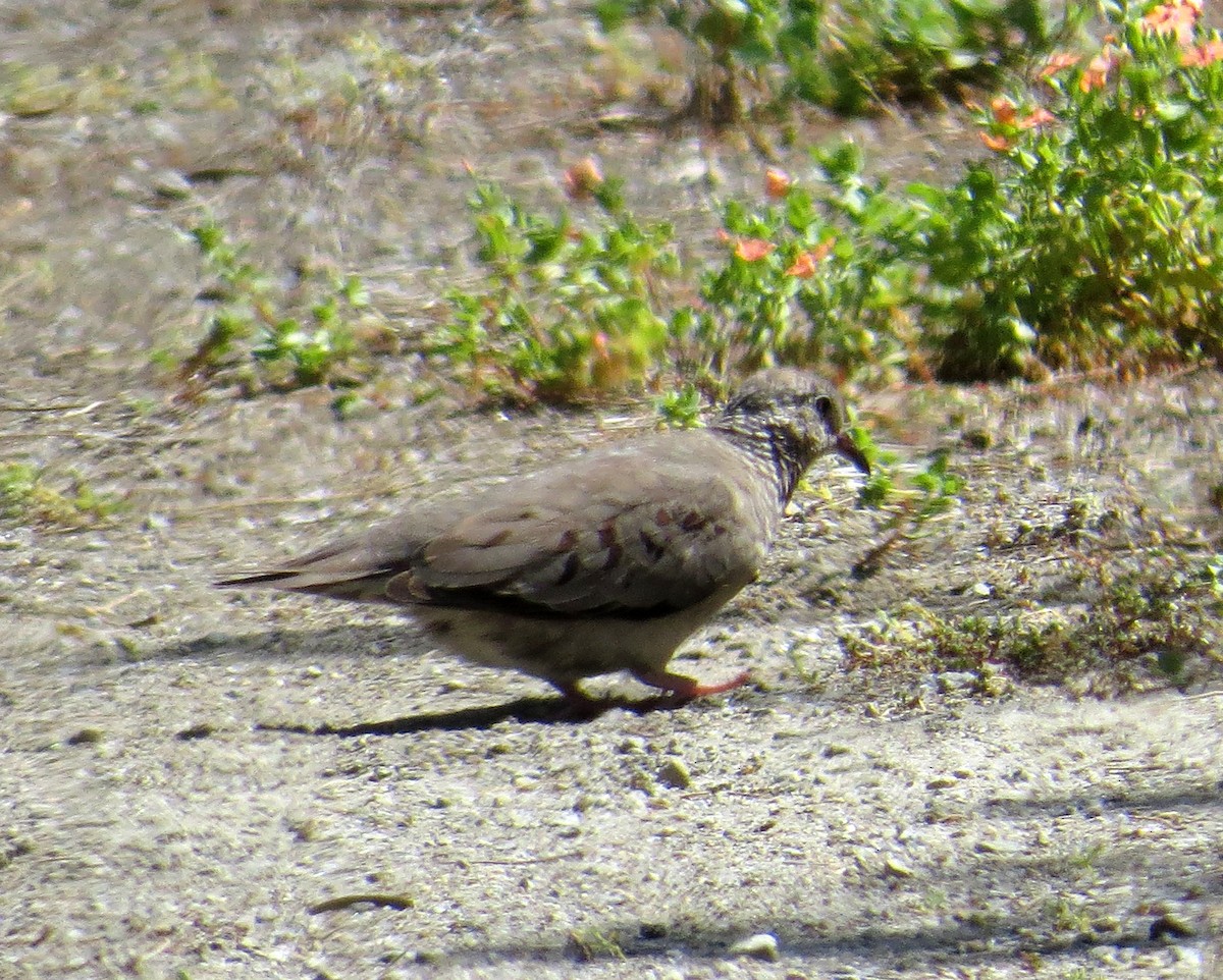 Common Ground Dove - ML618778036