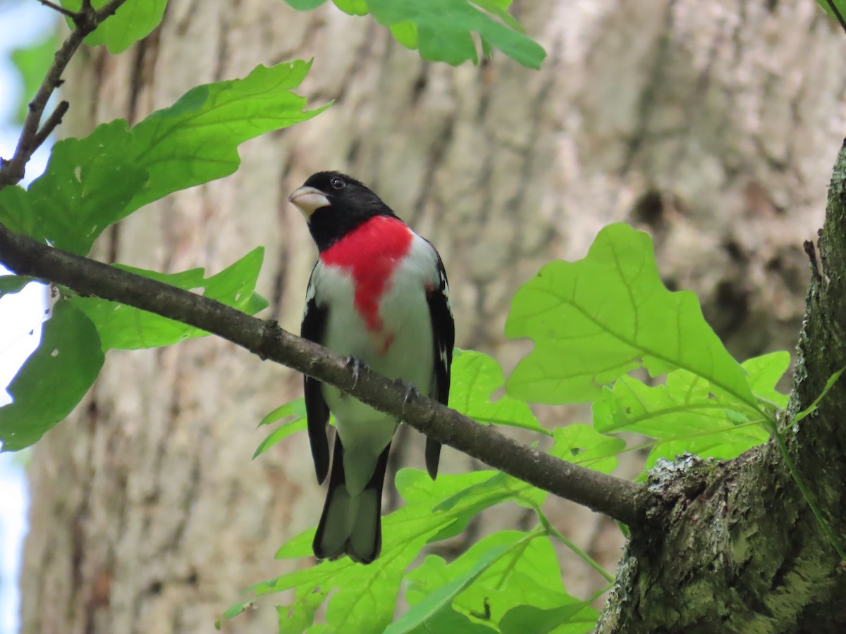 Rose-breasted Grosbeak - D Woolverton