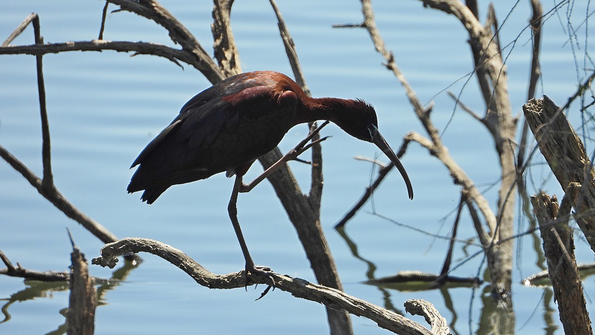 Glossy Ibis - Manuel García Ruiz