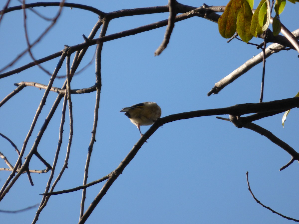 European Serin - ML618778051