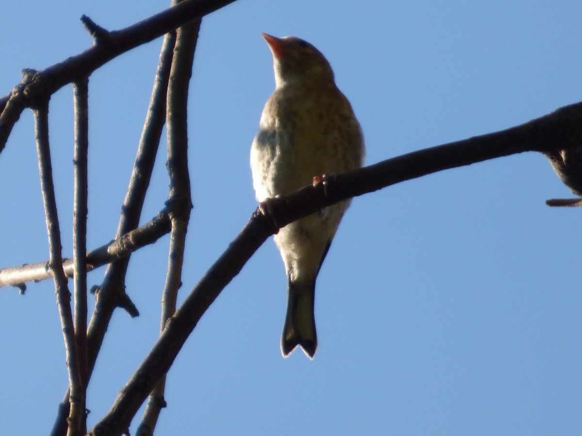 European Serin - ML618778053