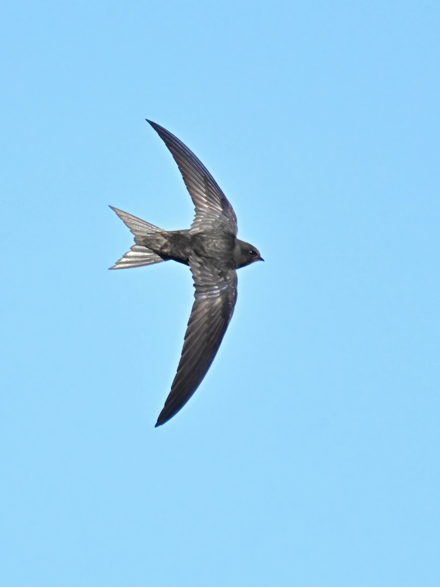 Common Swift - Cliff Hodge