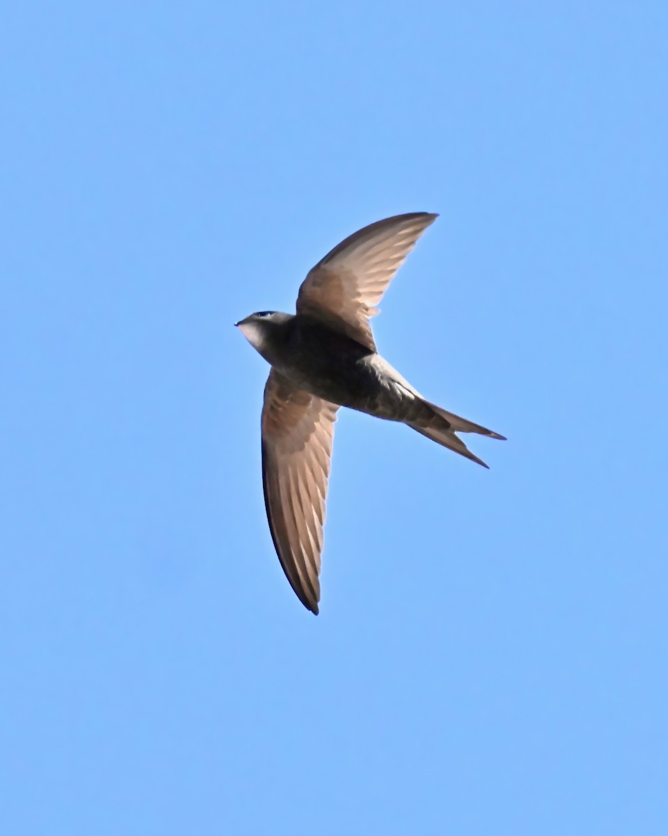 Common Swift - Cliff Hodge