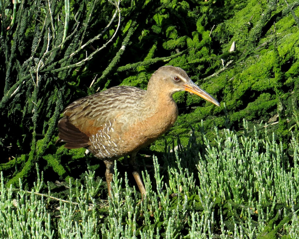 Ridgway's Rail - ML618778080