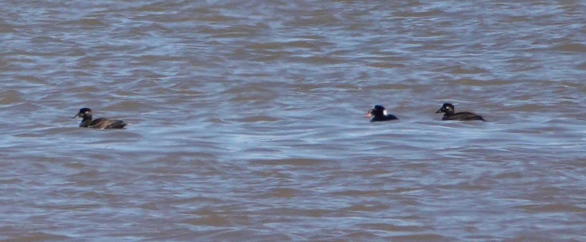 Surf Scoter - Patricia Sowinski