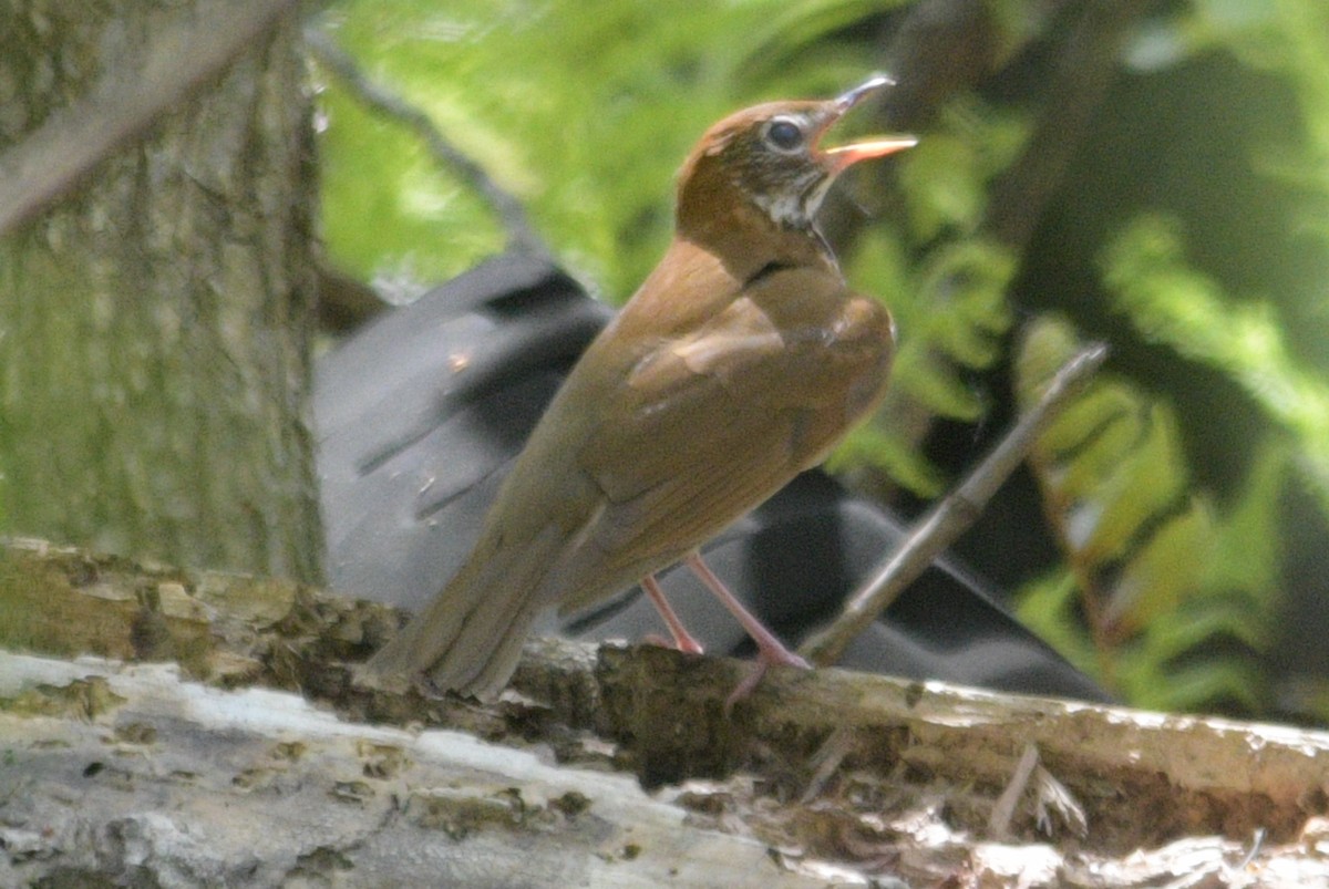 Wood Thrush - Alan and Debbie Dickinson