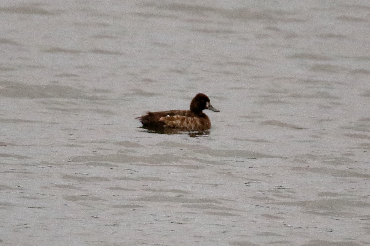 Lesser Scaup - John Manger