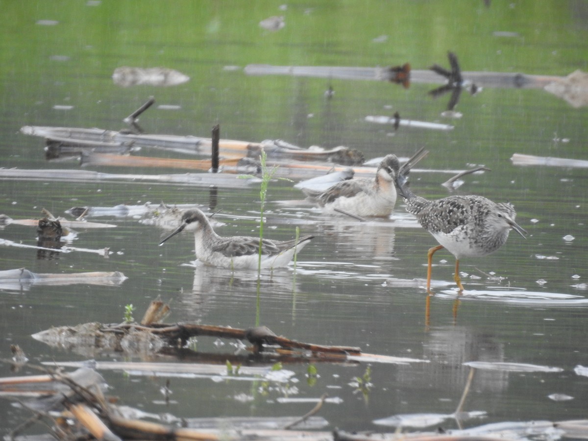 Wilson's Phalarope - Kurt Schwarz