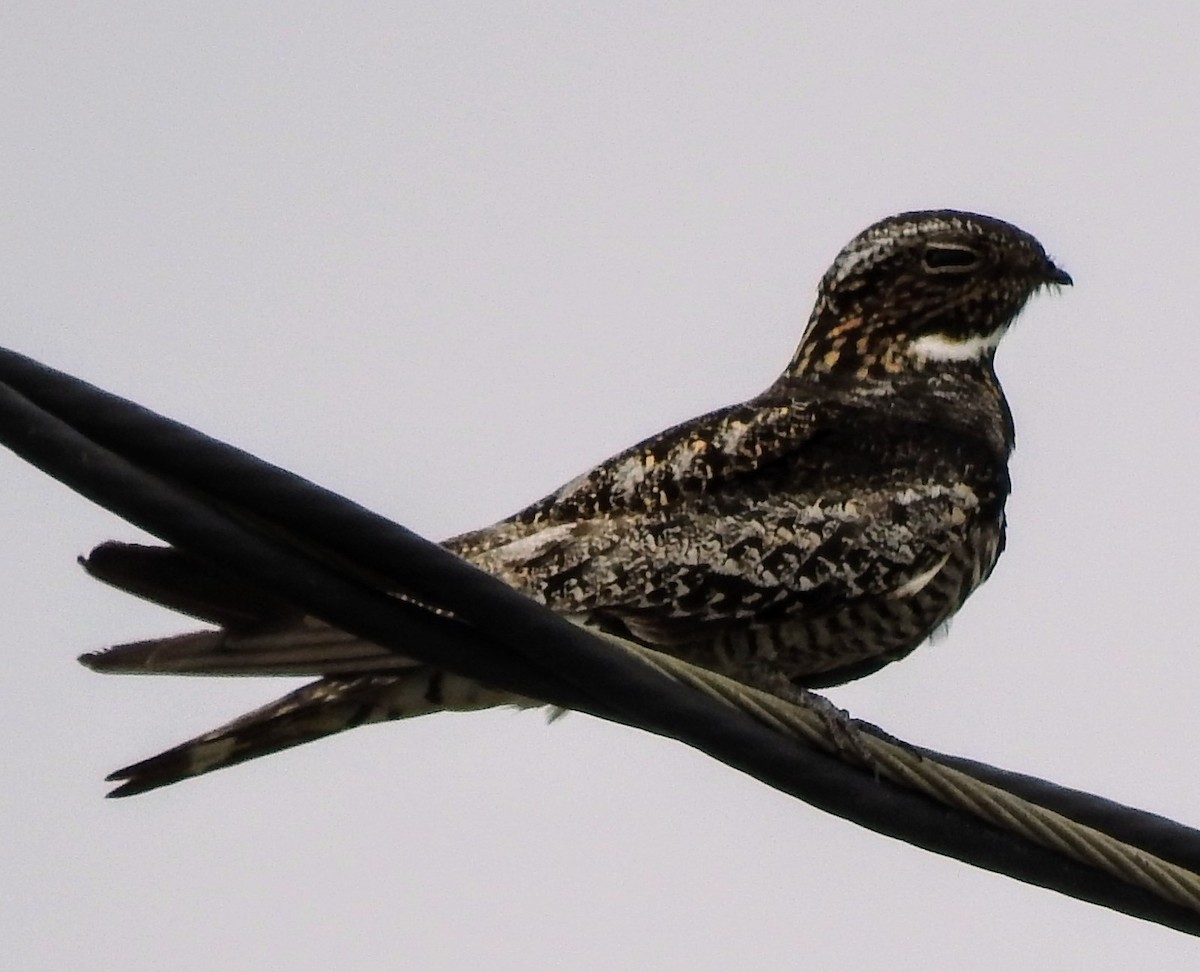 Common Nighthawk - Dan Ehrhart