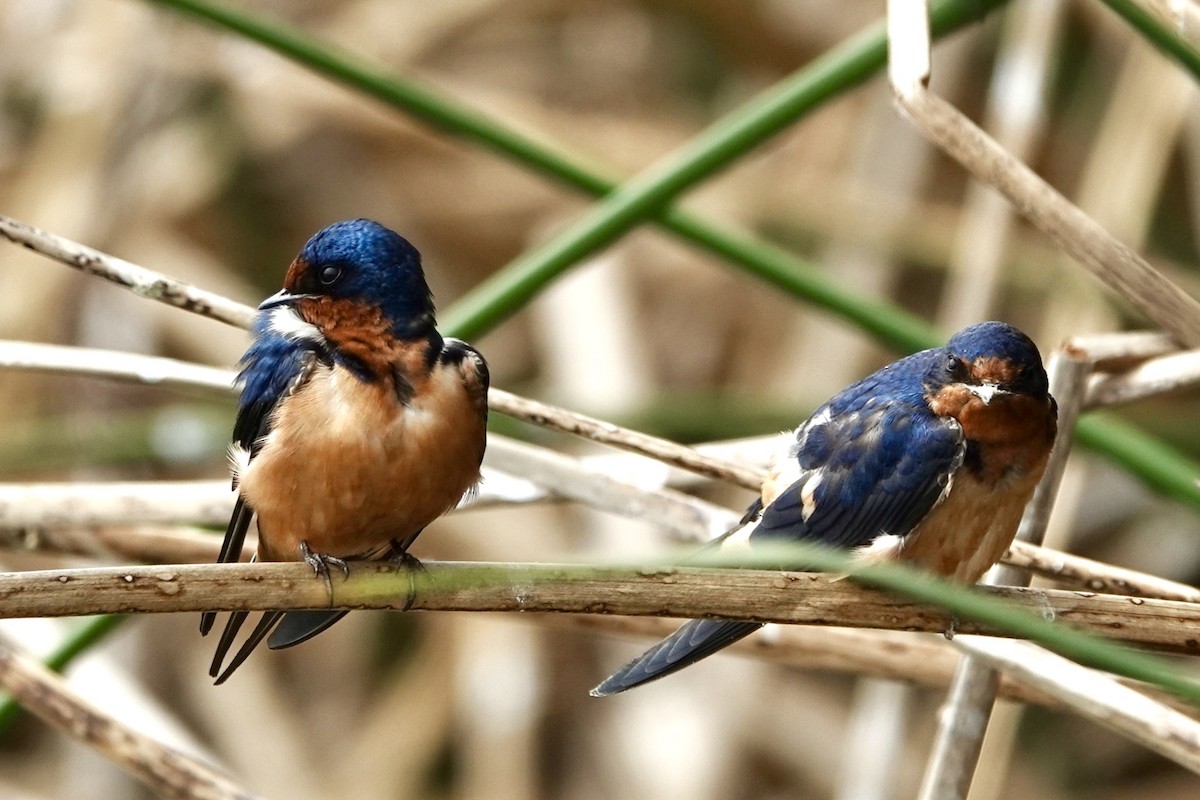 Barn Swallow - Susan Goodrich