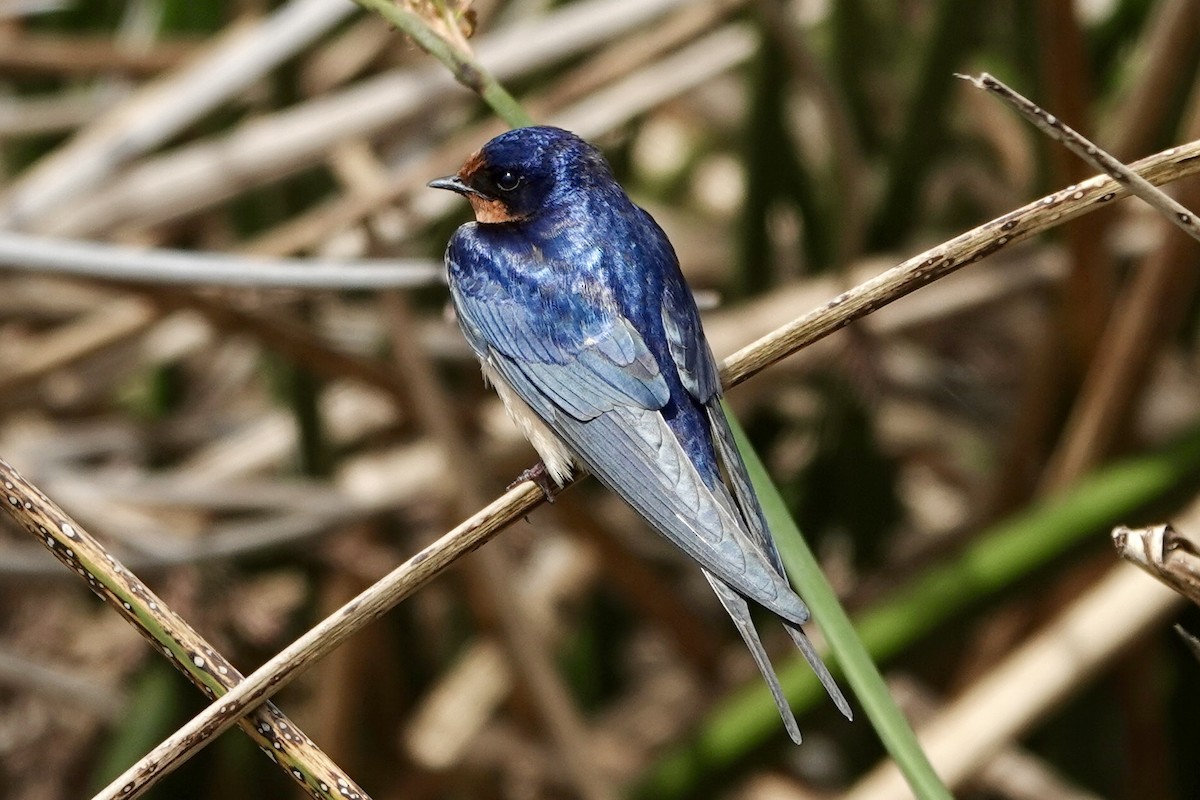 Barn Swallow - Susan Goodrich