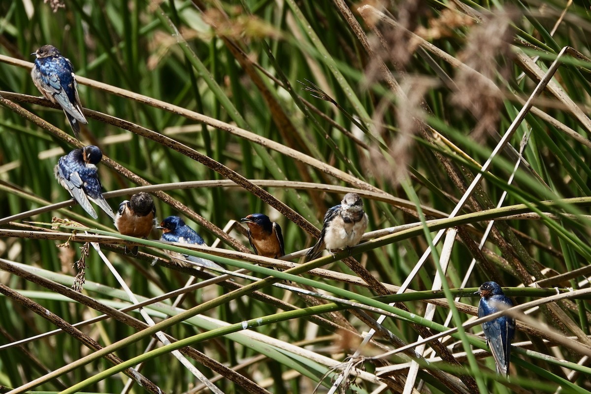 Barn Swallow - Susan Goodrich