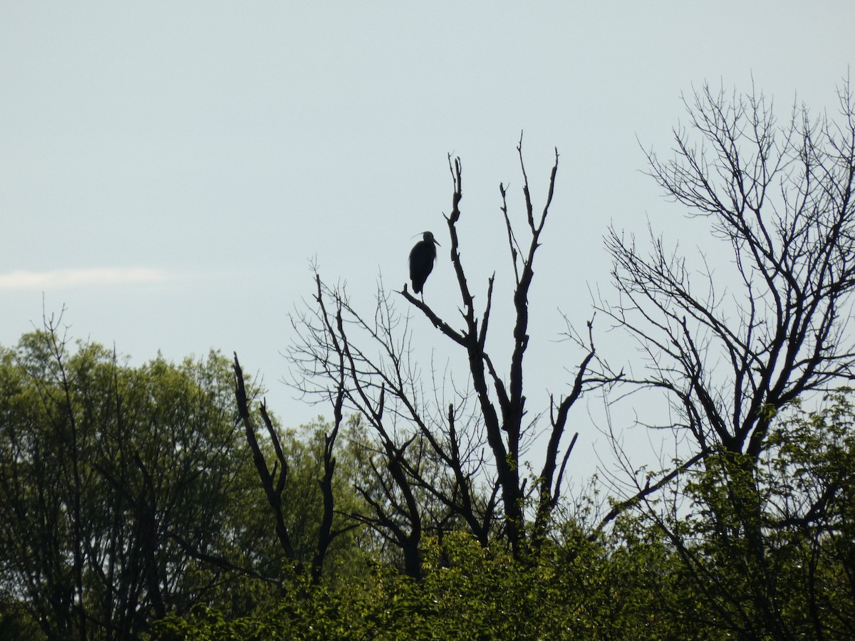 Great Blue Heron - ML618778132