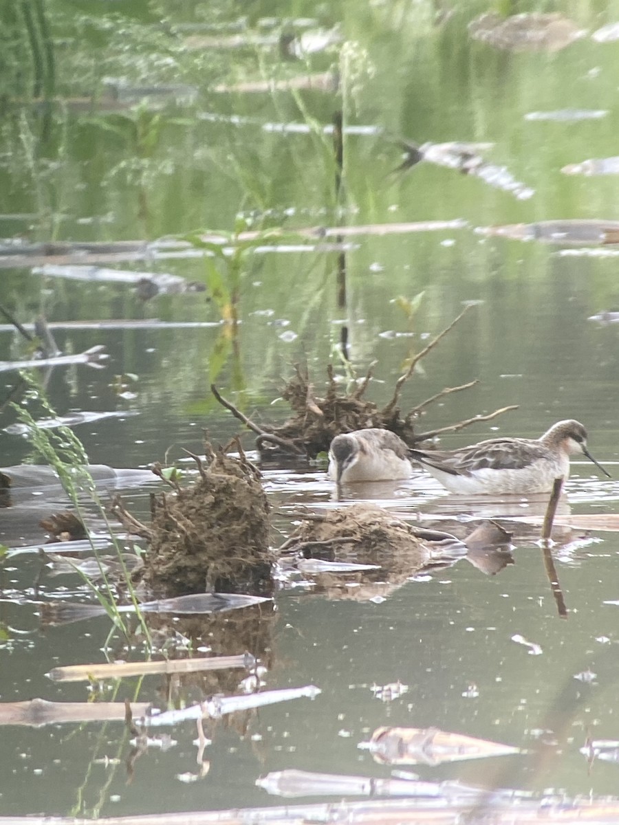 Wilson's Phalarope - Kurt Schwarz