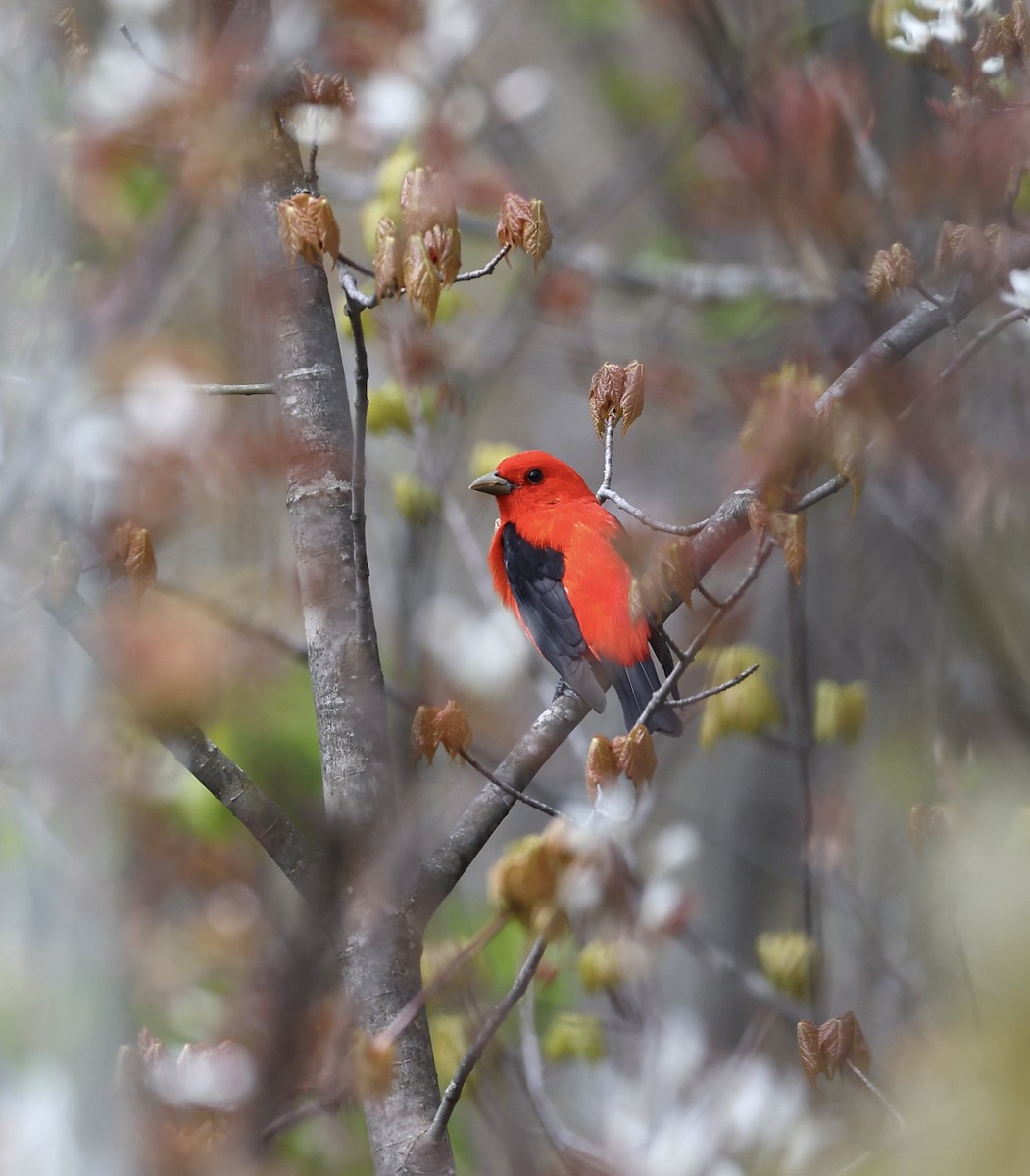 Scarlet Tanager - Michael Arthurs