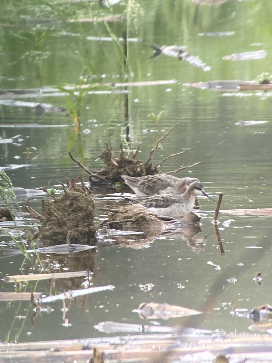 Wilson's Phalarope - Kurt Schwarz