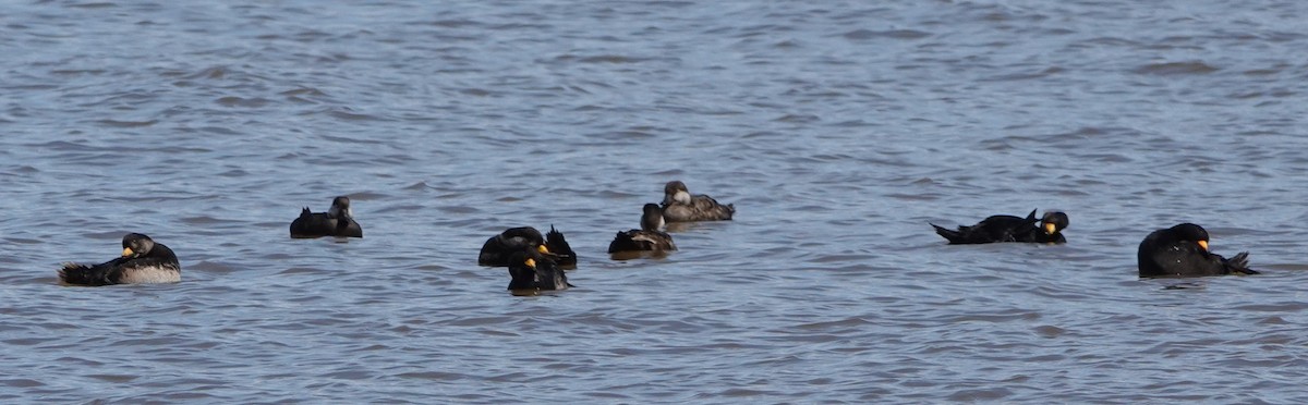 Black Scoter - Patricia Sowinski