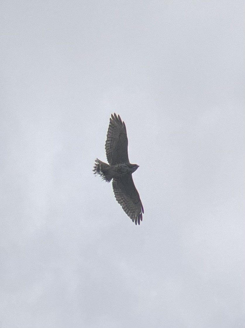 Broad-winged Hawk - ML618778146