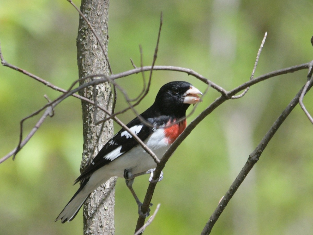 Rose-breasted Grosbeak - ML618778168