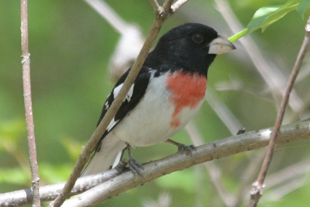 Rose-breasted Grosbeak - Alan and Debbie Dickinson