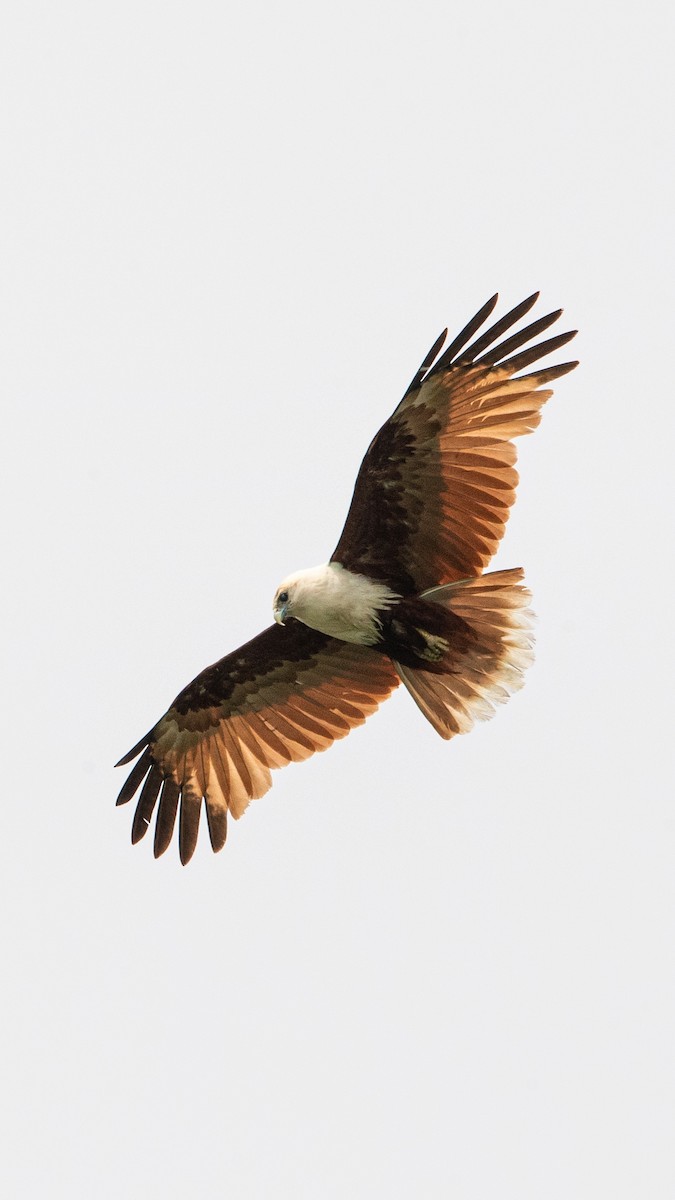 Brahminy Kite - ML618778178