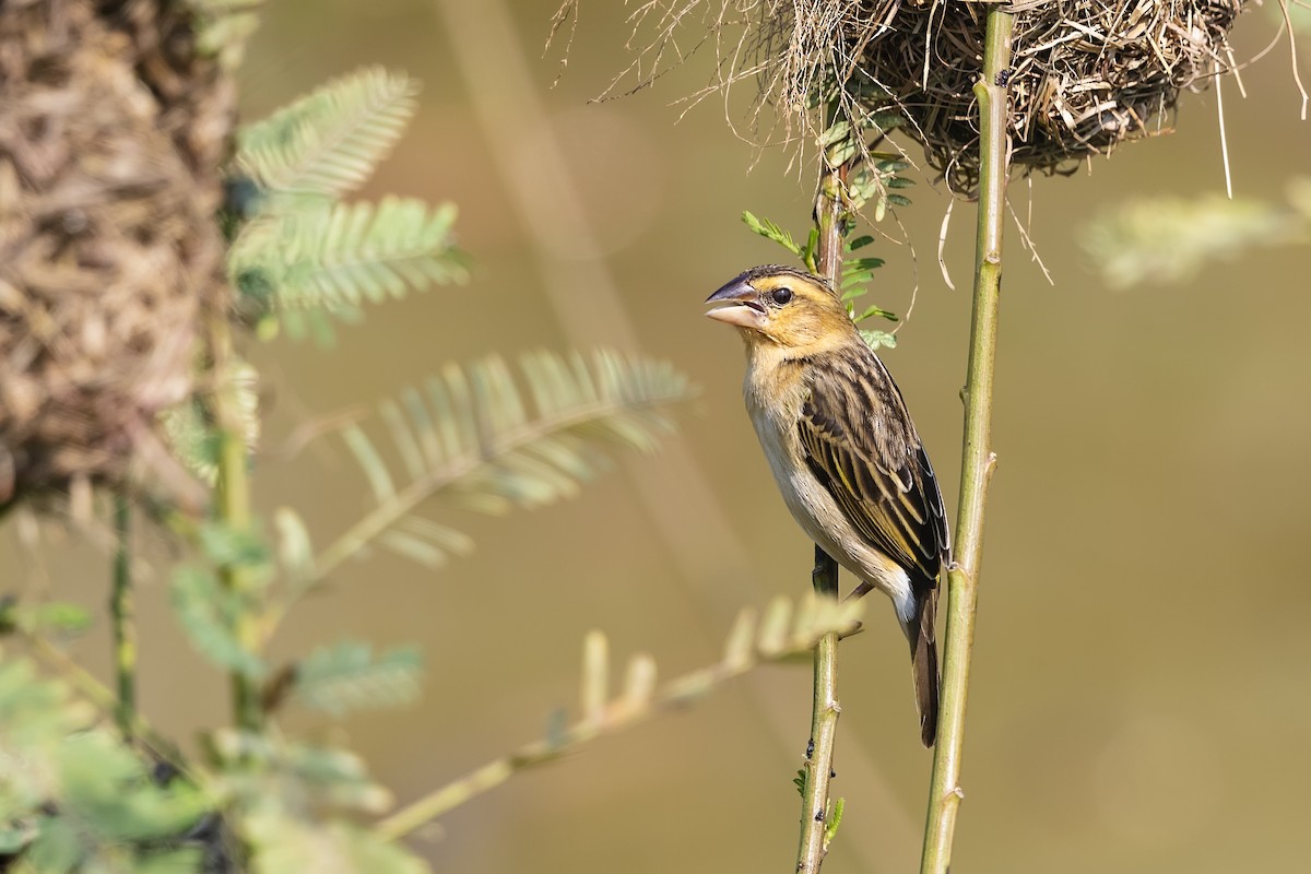 Asian Golden Weaver - Stefan Hirsch