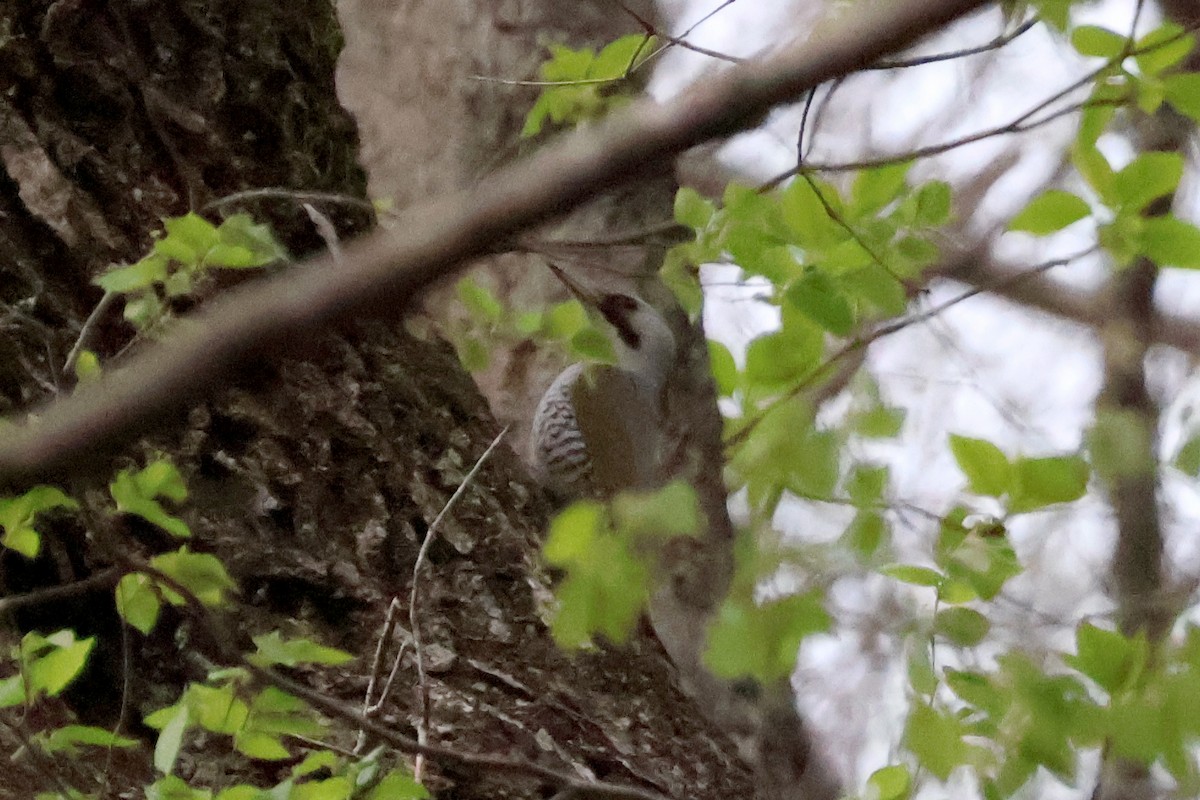 Japanese Woodpecker - ML618778203