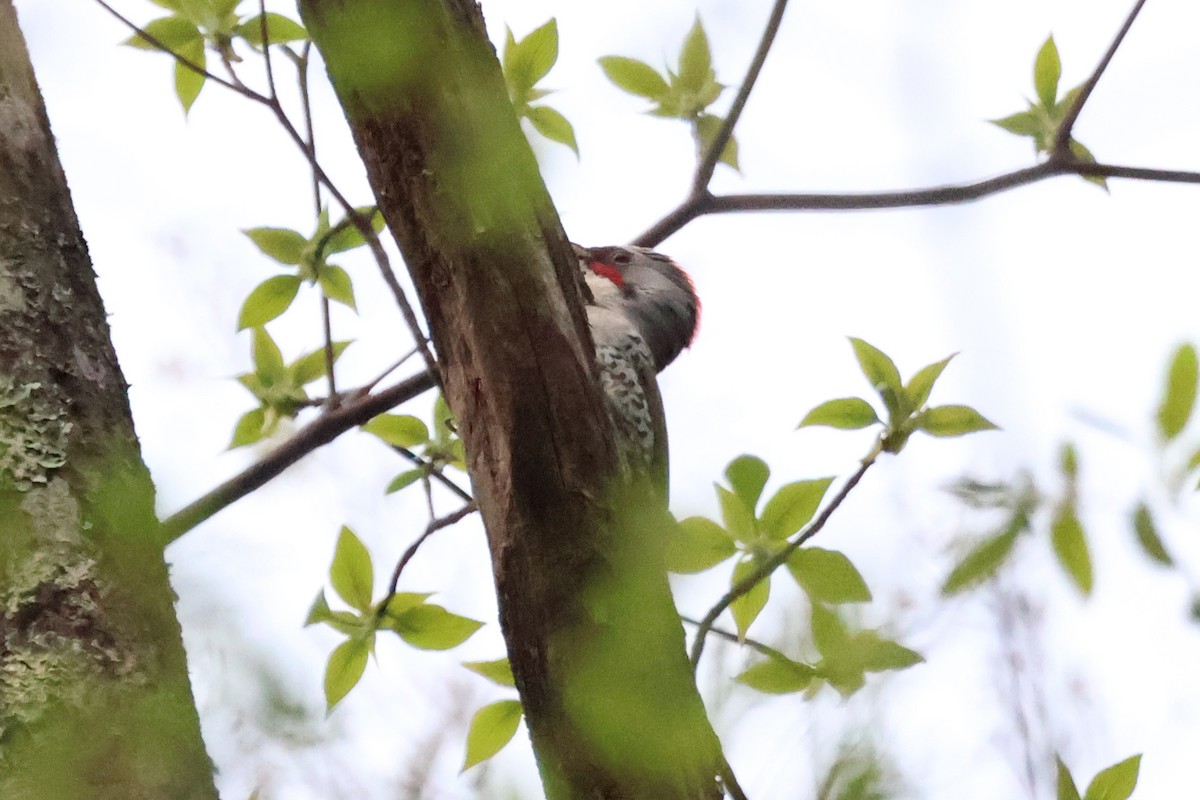 Japanese Woodpecker - ML618778204