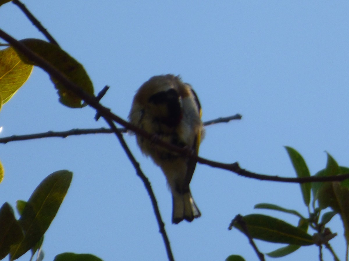 European Goldfinch - ML618778205