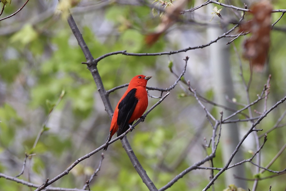 Scarlet Tanager - Michael Arthurs