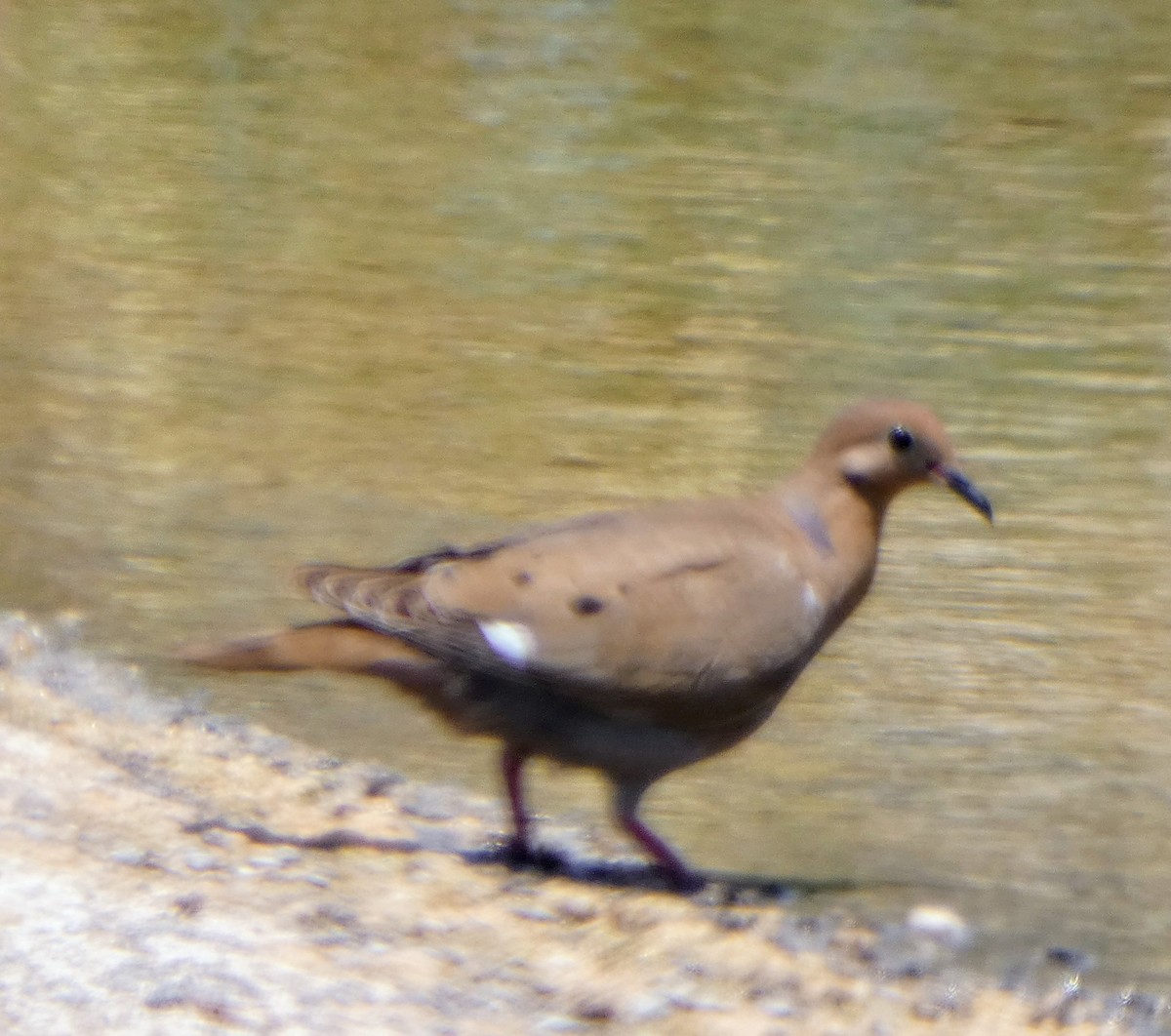 Zenaida Dove - John Pool