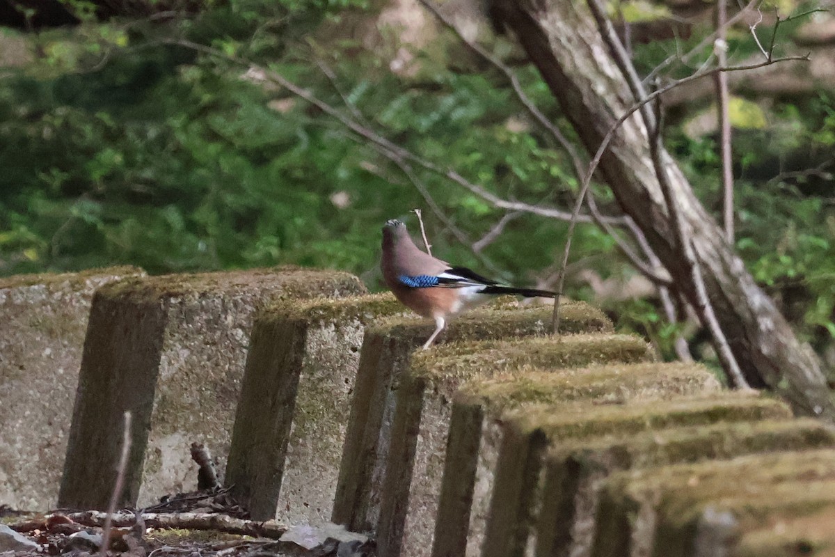 Eurasian Jay - Eric Cameron