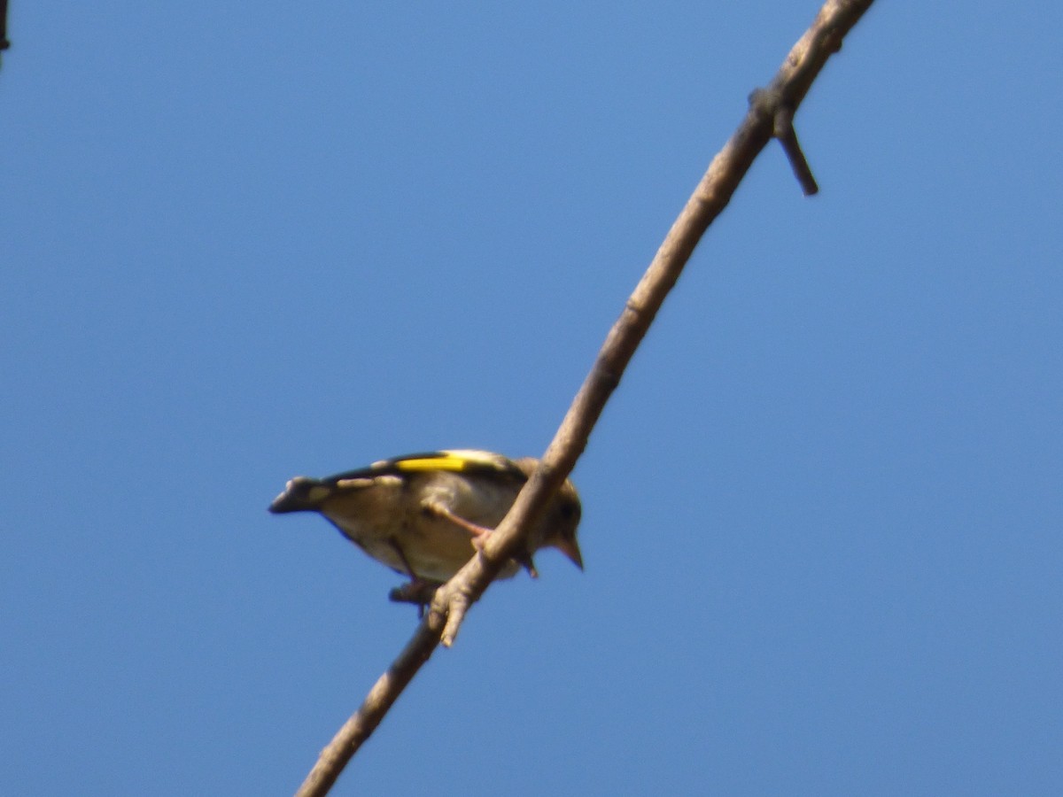 European Goldfinch - ML618778233