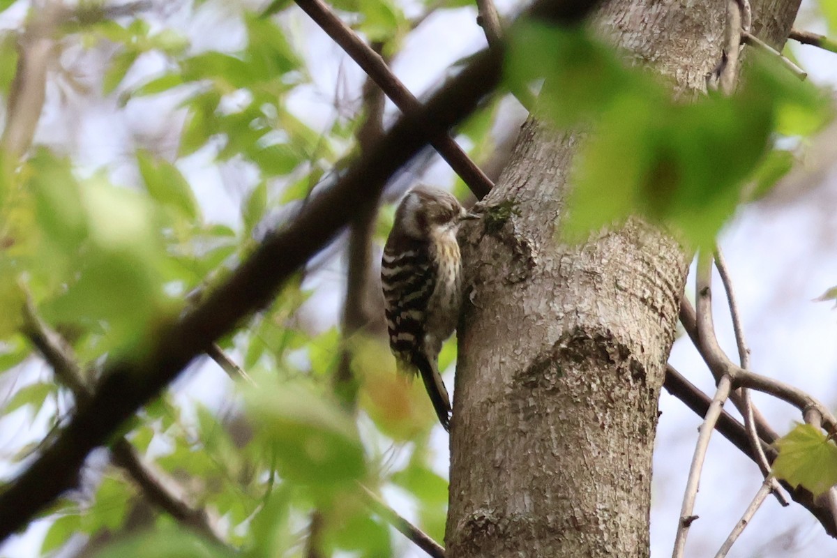 Japanese Pygmy Woodpecker - Eric Cameron