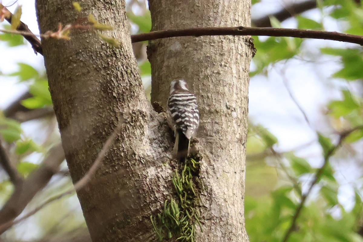 Japanese Pygmy Woodpecker - Eric Cameron