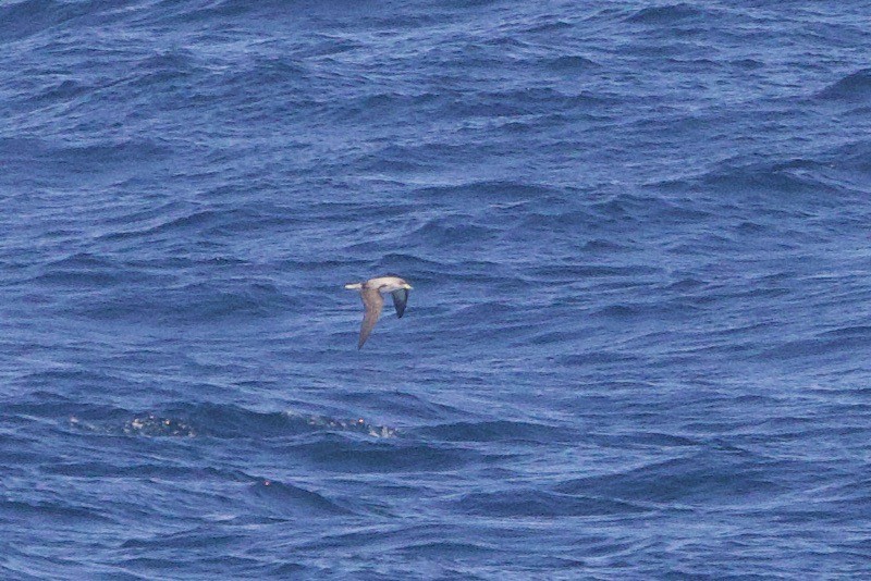 Cory's Shearwater - ML618778245