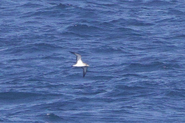 Cory's Shearwater - ML618778246