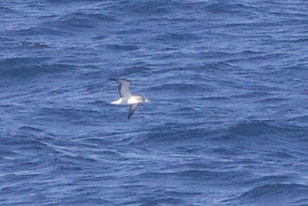 Cory's Shearwater - ML618778247