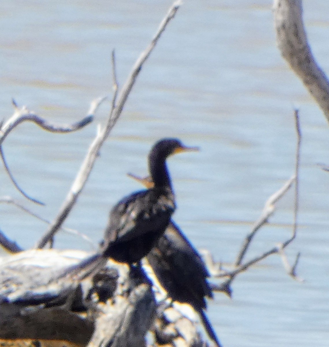 Double-crested Cormorant - John Pool