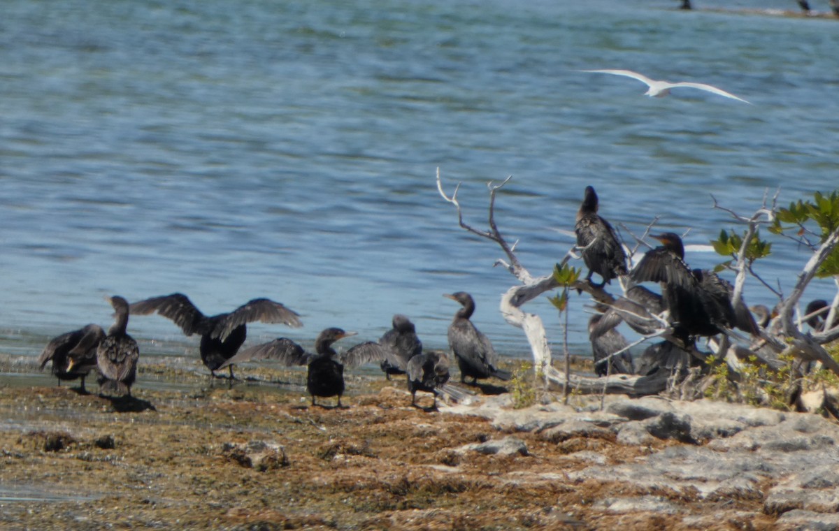 Neotropic Cormorant - John Pool