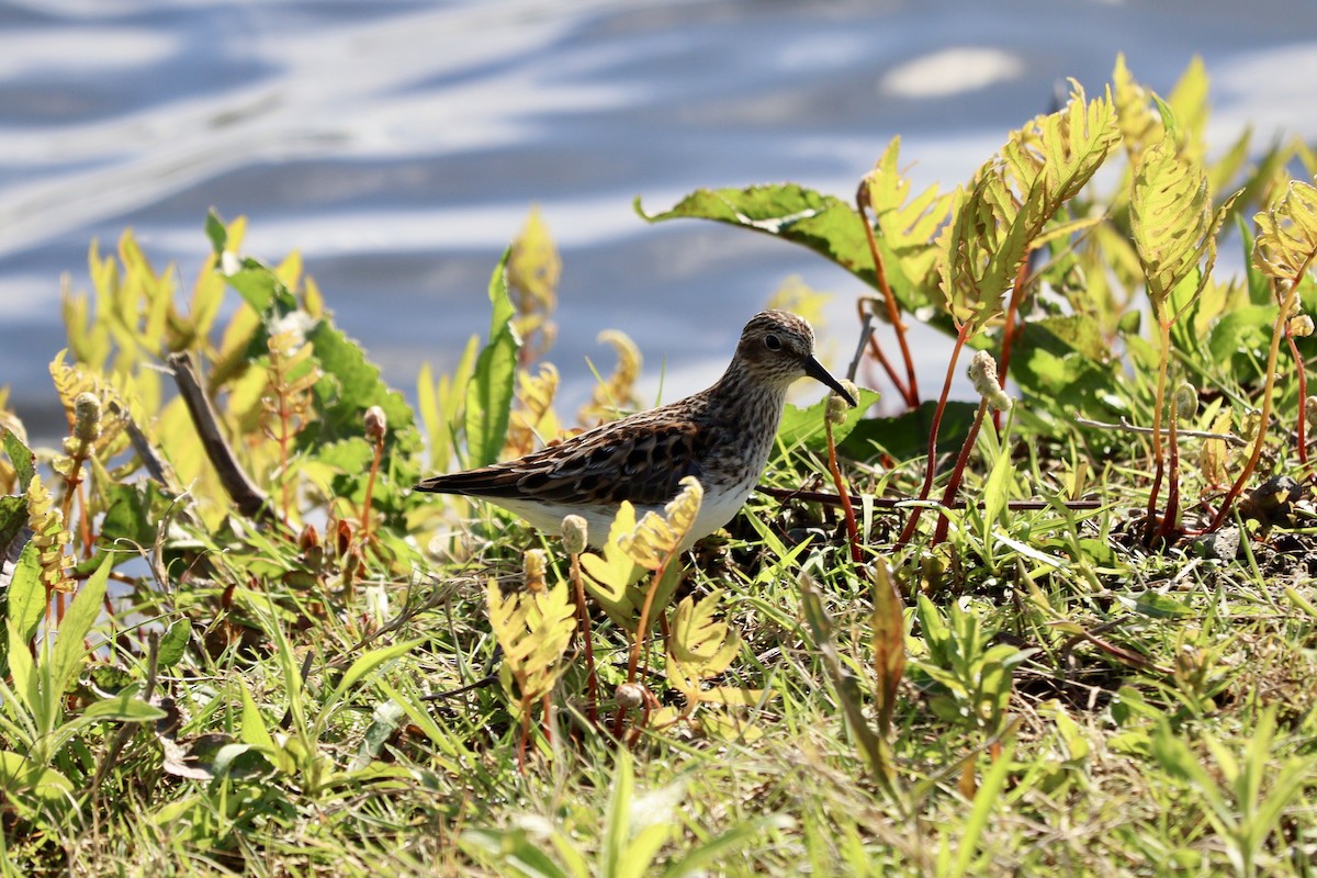 Cüce Kumkuşu - ML618778318