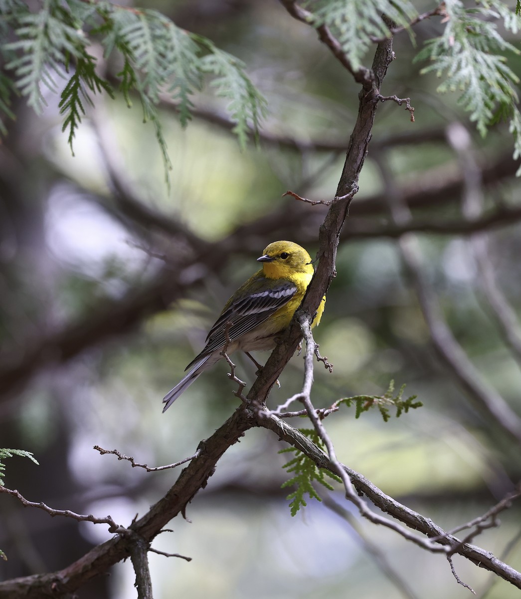 Pine Warbler - Michael Arthurs